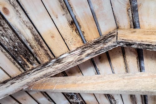 Building Humidity Damage