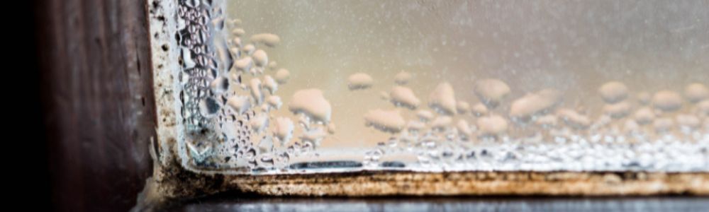 Home Humidity Issues